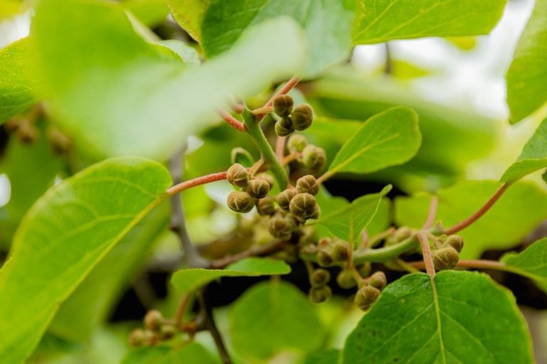 Photo of property in 837b Pyes Pa Road, Pyes Pa, Tauranga, 3173