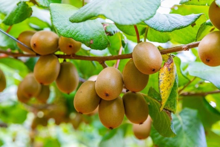 Photo of property in 866 No 2 Road, Te Ranga, Te Puke, 3182