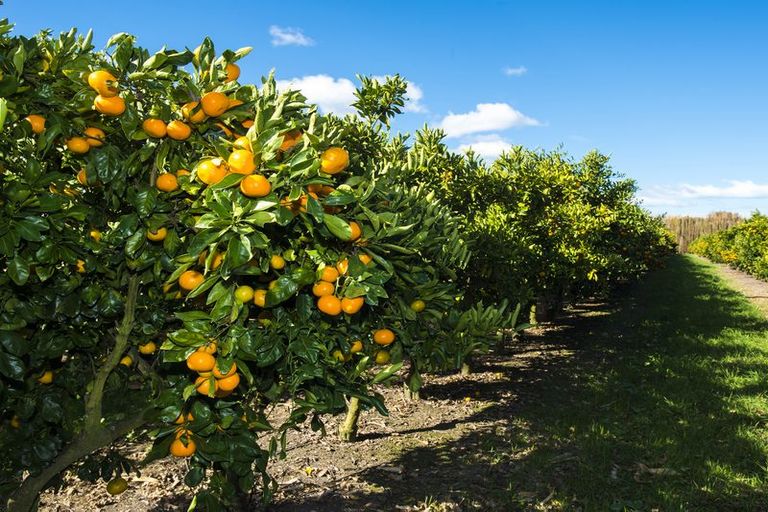 Photo of property in 37 Kirkpatrick Road, Patutahi, Gisborne, 4072