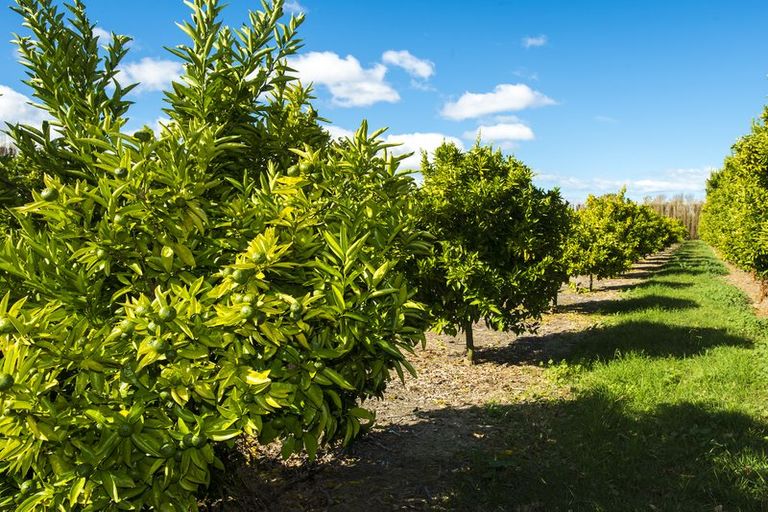 Photo of property in 37 Kirkpatrick Road, Patutahi, Gisborne, 4072