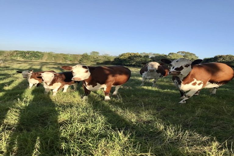 Photo of property in 56 Scottys Camp Road, Parore, Dargaville, 0373