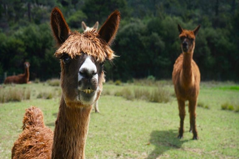 Photo of property in 156 Elmore Road, Lucas Heights, Albany, 0793