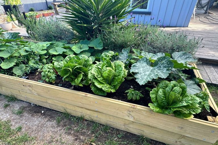 Photo of property in 31 Buccleugh Street, Phillipstown, Christchurch, 8011