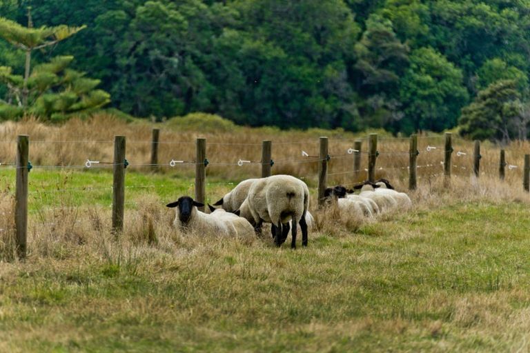 Photo of property in 165 Lennon Access Road, Stillwater, Silverdale, 0993