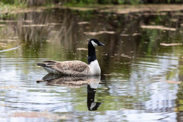Photo of property in 60 Robinson Road, Coatesville, Albany, 0793