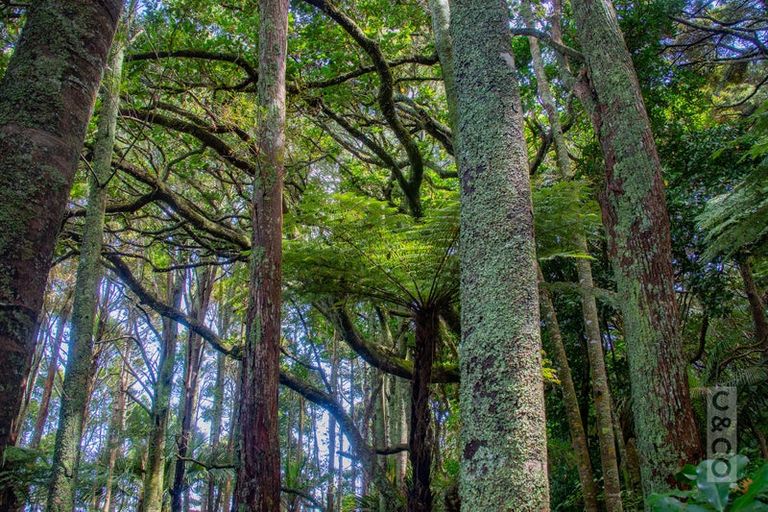 Photo of property in 75 Taylor Road, Waimauku, 0882