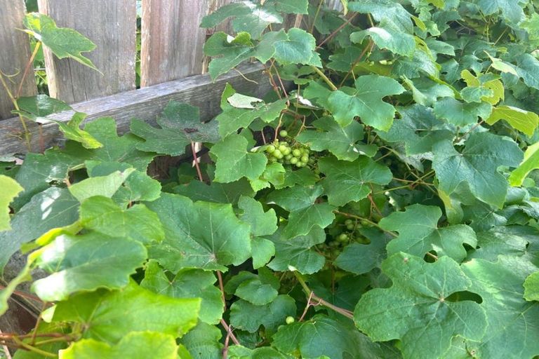 Photo of property in 15 Whio Street, Pongaroa, 4991