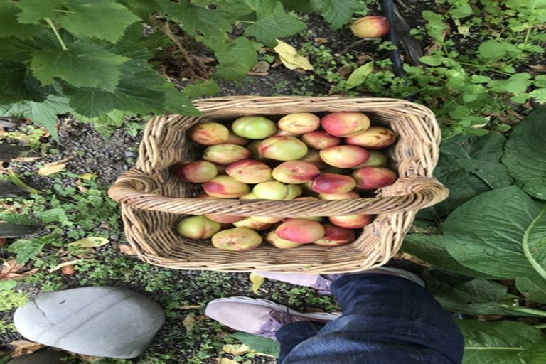 Photo of property in 8 Ocean View Terrace, Sumner, Christchurch, 8081