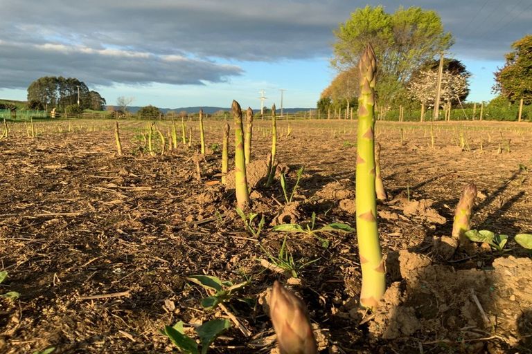 Photo of property in 316 Somerville Road, Tapapa, Tirau, 3485