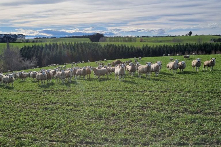 Photo of property in 41 Gray Road, Waitepeka, Balclutha, 9271