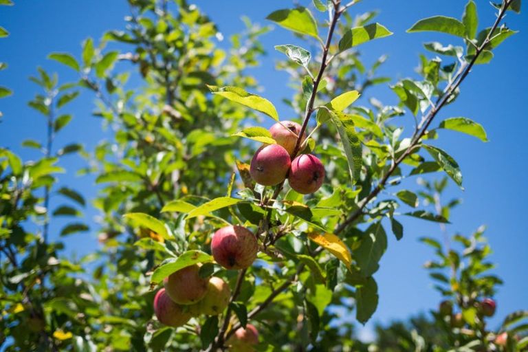 Photo of property in 9 Mahi Grove, Feilding, 4702