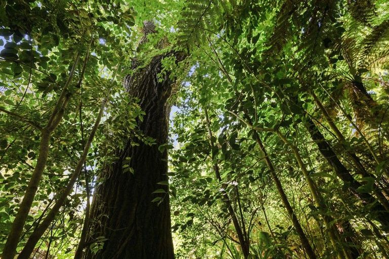 Photo of property in 19 Beverley Crescent, Hillcrest, Hamilton, 3216