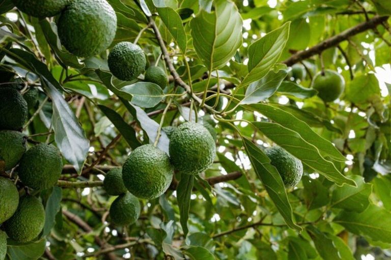 Photo of property in 138 Te Puna Road, Te Puna, Tauranga, 3174