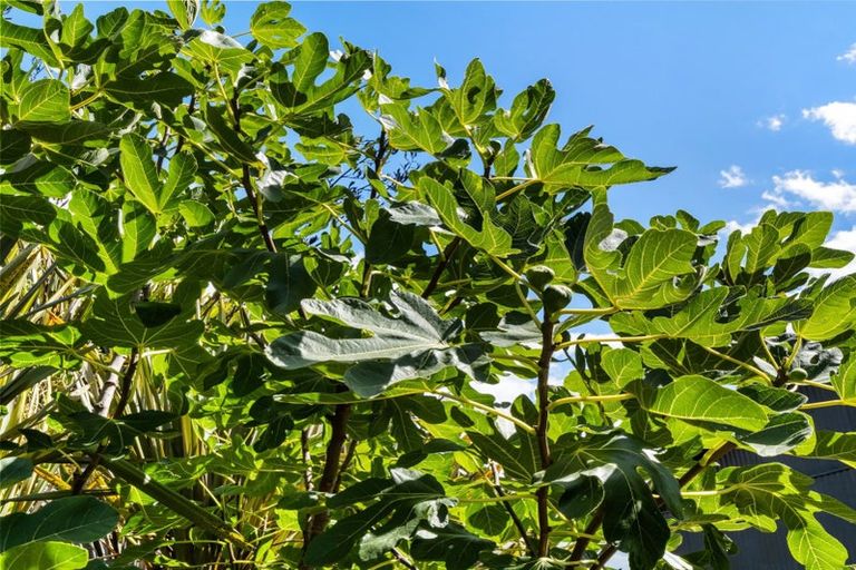 Photo of property in 8 Pine Ridge Lane, Aongatete, Katikati, 3181