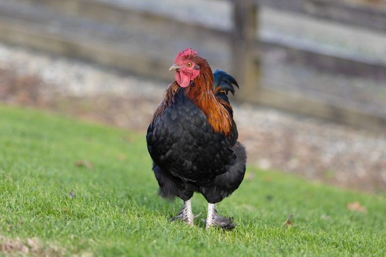 Photo of property in 82 Goatley Road, Warkworth, 0981