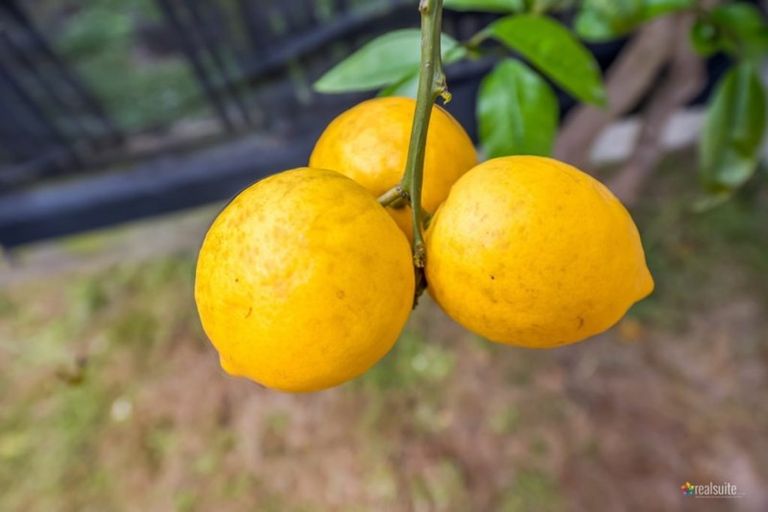 Photo of property in 198c Cambridge Terrace, Naenae, Lower Hutt, 5011