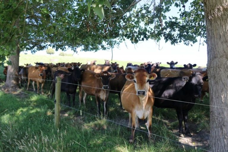 Photo of property in 176 Morrison Road, Arapohue, Dargaville, 0374