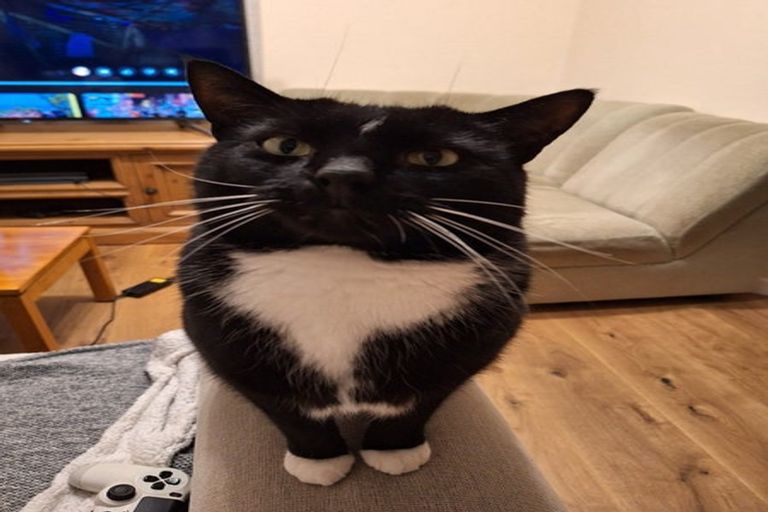 Photo of property in 57a David Crescent, Karori, Wellington, 6012