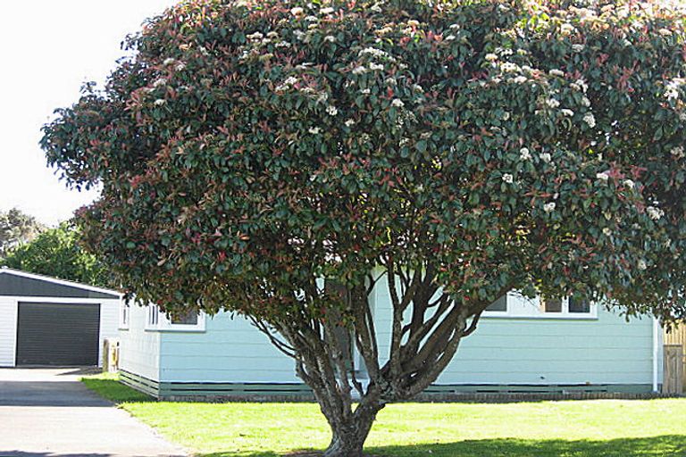 Photo of property in 52 Kittyhawk Row, Bulls, 4818