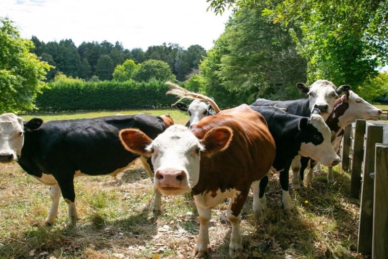 Photo of property in 34 Swallow Lane, Tamahere, Hamilton, 3283