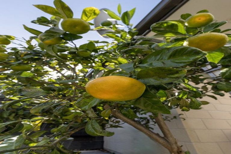 Photo of property in 11 Vista Close, Omokoroa, 3114