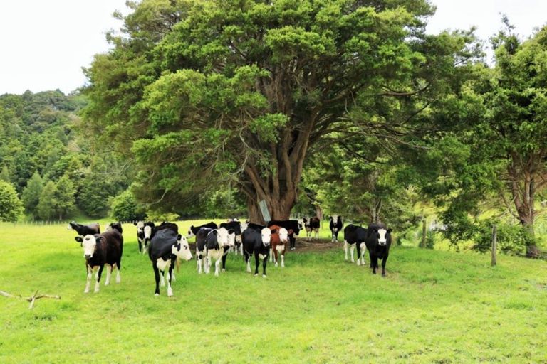 Photo of property in 1008 Tangowahine Valley Road, Tangowahine, Dargaville, 0372