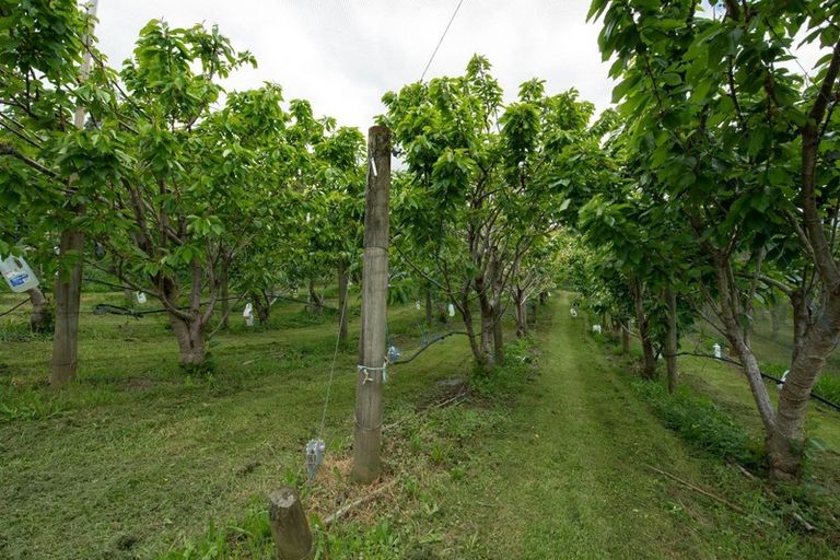 Photo of property in 297d Ross Road, Whakamarama, Tauranga, 3179