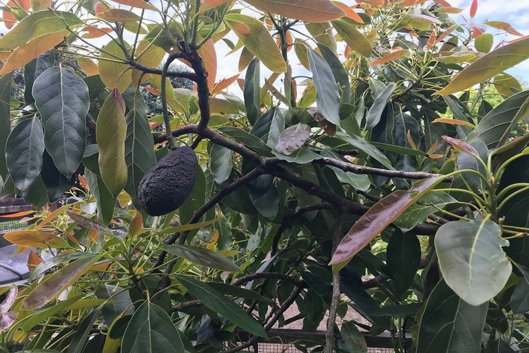 Photo of property in 11 View Road, Shelly Park, Auckland, 2014