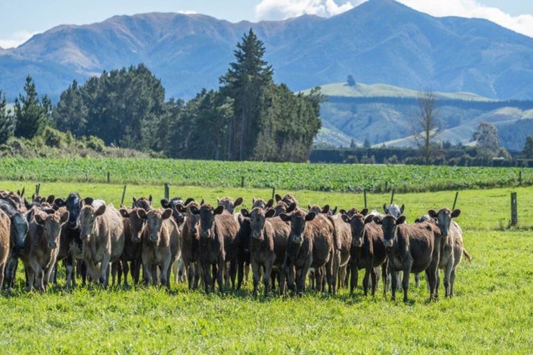 Photo of property in 375 Stonyflat Road, Loburn, Rangiora, 7472