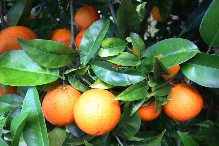 Photo of property in 9 Norwich Place, Bethlehem, Tauranga, 3110