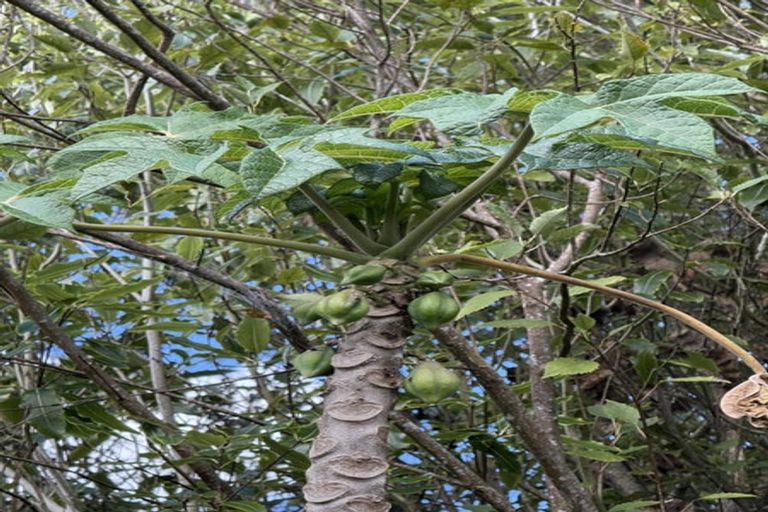 Photo of property in 126 Oneriri Road, Kaiwaka, 0573