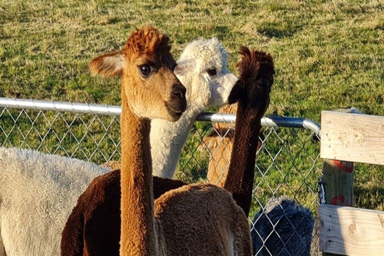 Photo of property in 7 Skevington Lane, Sefton, Rangiora, 7477