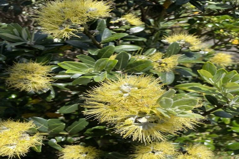 Photo of property in 33 Bedford Street, Northland, Wellington, 6012