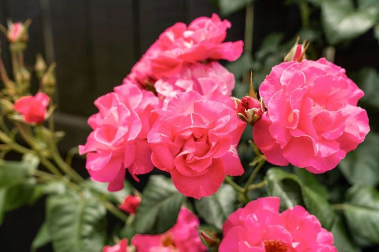 Photo of property in 134 Palm Beach Boulevard, Papamoa Beach, Papamoa, 3118