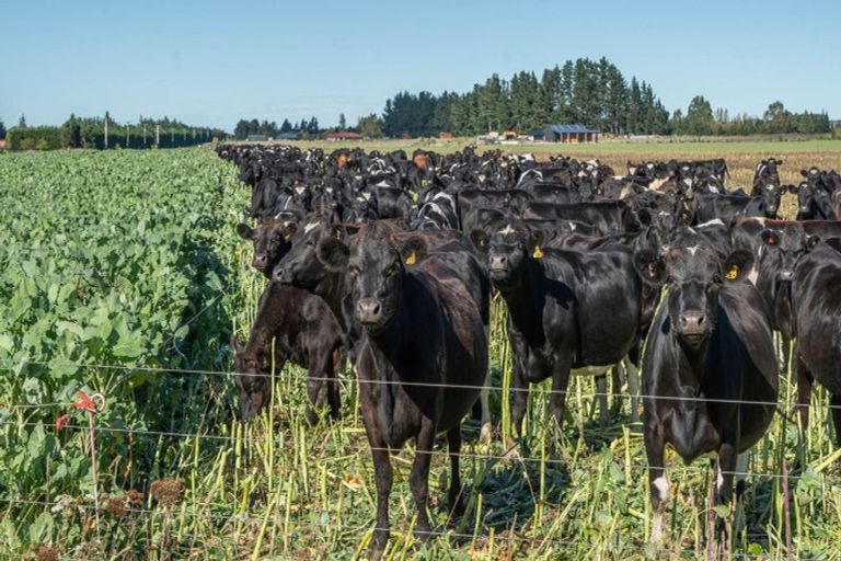 Photo of property in 375 Stonyflat Road, Loburn, Rangiora, 7472