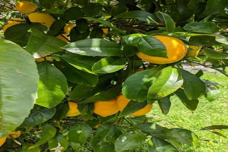 Photo of property in 90 Exmouth Road, Northcote, Auckland, 0627