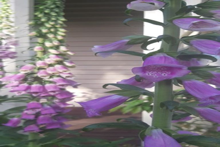 Photo of property in 253 East Maddisons Road, Springston, Christchurch, 7674