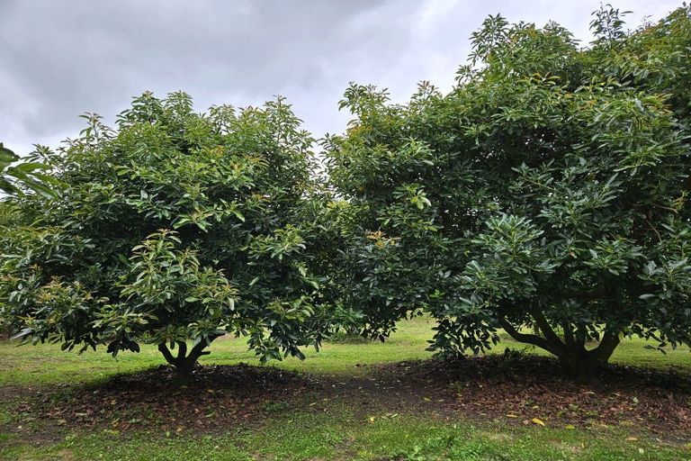 Photo of property in 400 Te Matai Road, Te Puke, 3188