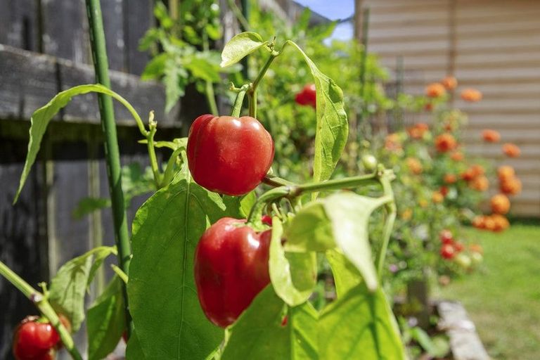 Photo of property in 29 Gadsby Street, Avalon, Lower Hutt, 5011