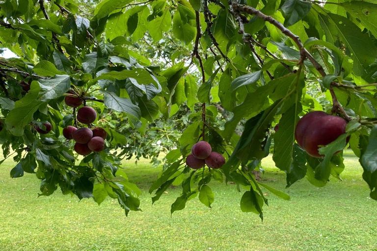 Photo of property in 49 Vista Road, Ohau, Levin, 5570