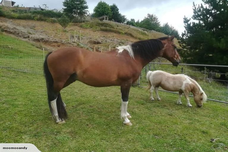 Photo of property in 350 Te Tahi Road, Puketotara, Te Awamutu, 3876