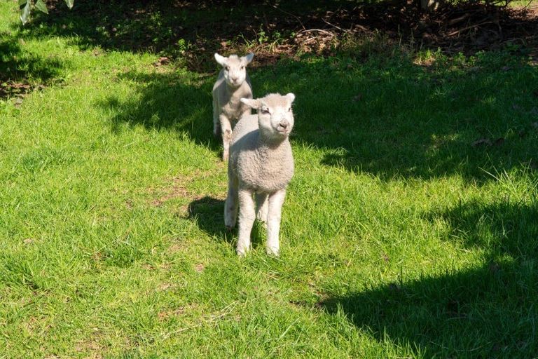 Photo of property in 353 Lockington Road, Aongatete, Katikati, 3181