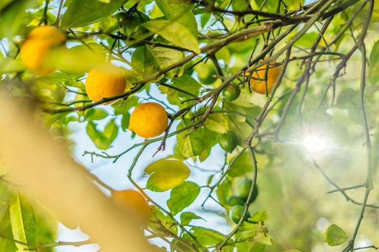 Photo of property in 6 Longfellow Street, Trentham, Upper Hutt, 5018