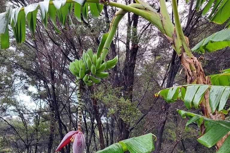 Photo of property in 633 Ormiston Road, Waipu, 0582