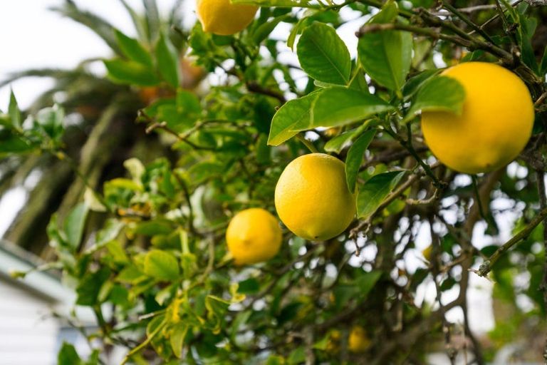 Photo of property in 7 Montgomery Street, Feilding, 4702