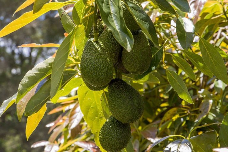 Photo of property in 520 Wright Road, Aongatete, Katikati, 3181