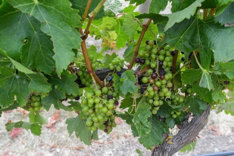 Photo of property in 3760 State Highway 50, Maraekakaho, 4171