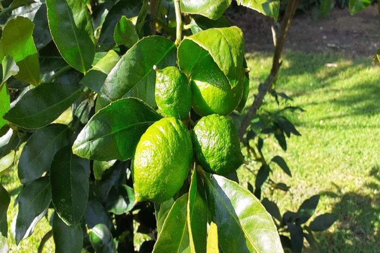 Photo of property in 43 Evans Road, Glen Eden, Auckland, 0602