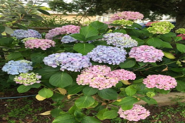 Photo of property in 75 Baberton Street, Tokoroa, 3420