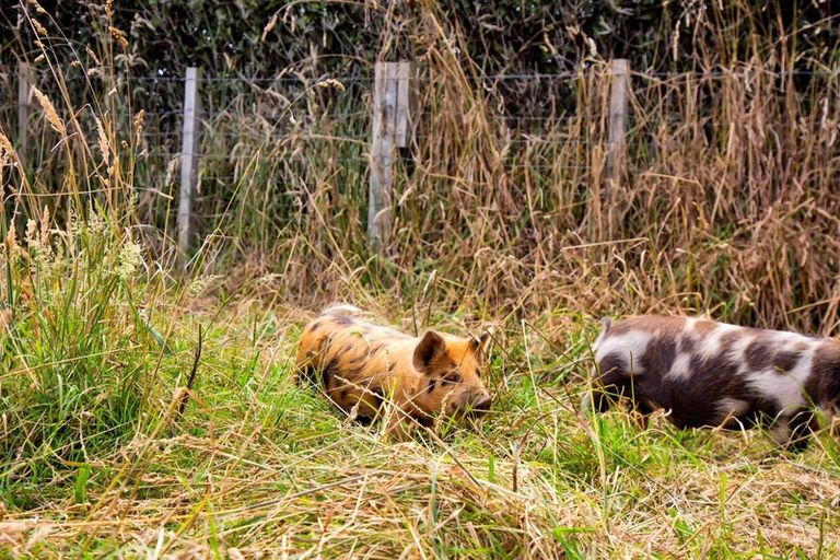 Photo of property in 1048 Normanby Road, Manaia, Hawera, 4678